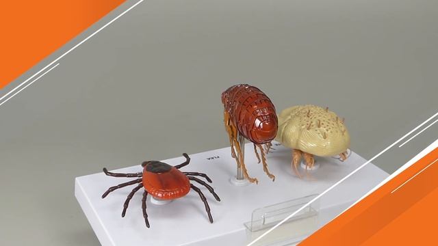 Canine Skin Parasites Model | AnatomyStuff смотреть онлайн