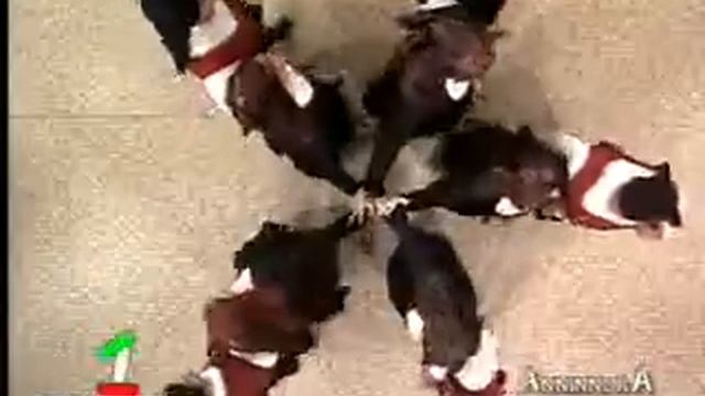 Gruppo folk Sant'Anna Tortolì ad Anninnora 2012 "Su ballu 'e sa stella" смотреть онлайн