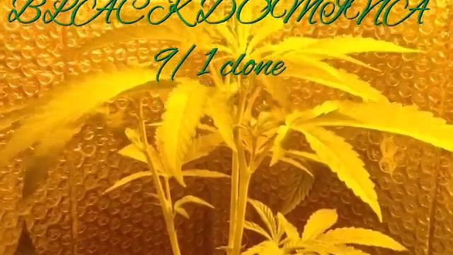 600w FLOWER JUNGLE смотреть онлайн