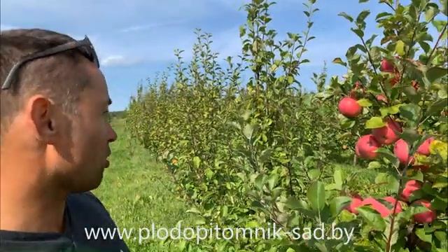 Яблоня сорт БРЯНСКОЕ. Один из самых урожайных и крупноплодных сортов яблок смотреть онлайн