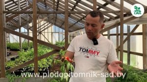 МАЛИНА ТИБЕТСКАЯ (РОЗОЛИСТНАЯ). НЕОБЫЧНАЯ ЯГОДА СО ВКУСОМ ЕЖЕВИКИ И КЛУБНИКИ.