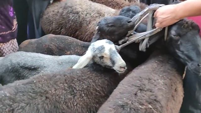 МААНИ берип КӨР! смотреть онлайн