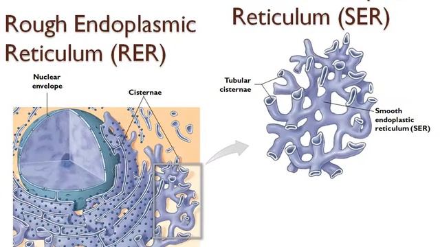 Bio201 Chapter 03 part 2 (cytoplasm, organelles, nucleus, DNA function, protein synthesis, mutation смотреть онлайн