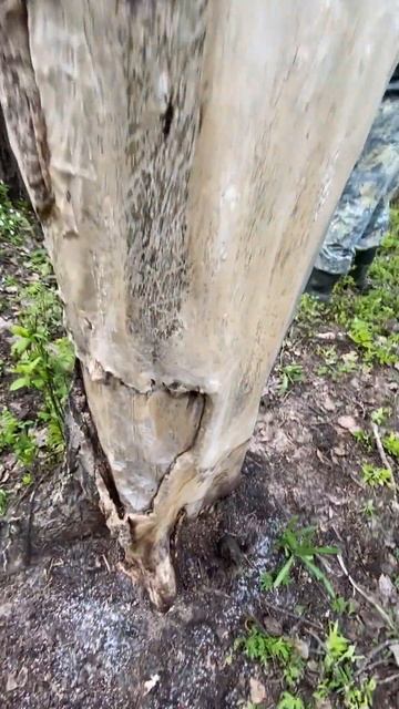 ПОДГОТОВКА СОЛОНЦОВ ТАЁЖНОЕ ОЗЕРО ДИКАЯ ПРИРОДА И ИСПОЛНЕНАЯ КРАСОТА #shortsvideo #лето #shorts