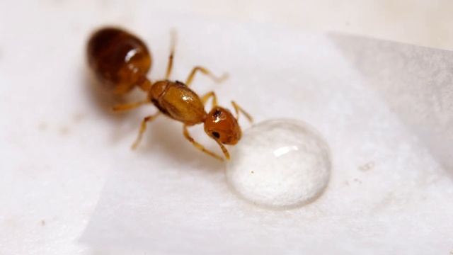 [4K UHD] 노랑꼬리치레개미 신여왕 꿀물 주기 (2020/09/24) | Crematogaster osakensis | キイロシリアゲアリ смотреть онлайн