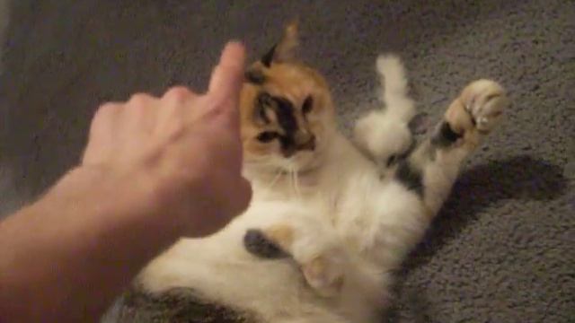 my pussy смотреть онлайн