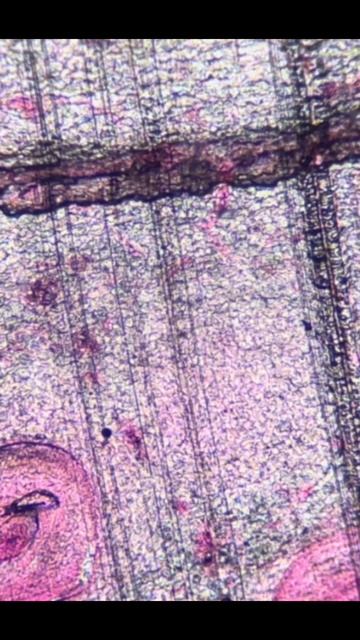 Things under a ￼ microscope part 5 (ginger root￼) смотреть онлайн