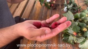 Малина КАСКАД ДЕЛАЙТ  Один из самых ранних сортов летней малины.