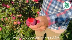 Декоративная яблоня ЭРА. Сорт с красной мякотью. Удивляет своей красотой и вкусом.