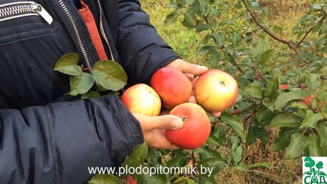 ЯБЛОНЯ сорта ВЕРБНОЕ. Зимостойкий урожайный сорт. смотреть онлайн