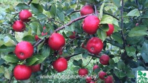 Яблоня сорт Фридом