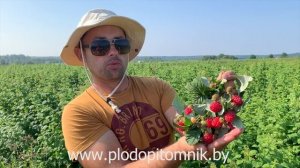 Малина БАЛЬЗАМ  Стабильный сорт летней малины с повышенной зимостойкостью побегов.