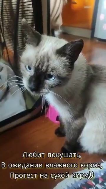 Одинцово. Сима и 3 котенка. Забрали с дачи смотреть онлайн