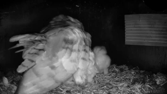 Mom had to go out and pick up dinner - Alpine Barn Owl Box - Day 78 (4 am) смотреть онлайн