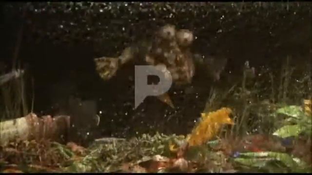 Luk-e falls into the pond and Jabulani rescues him смотреть онлайн