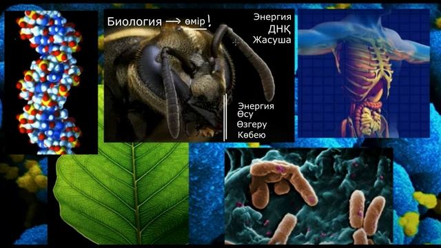 Биологияға шолу | Қазақ Хан Академиясы смотреть онлайн