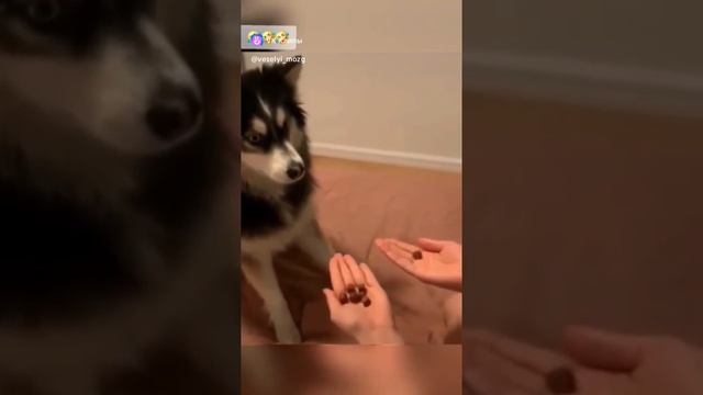 Шерстяные проказники 🤣🤣🤣 смотреть онлайн