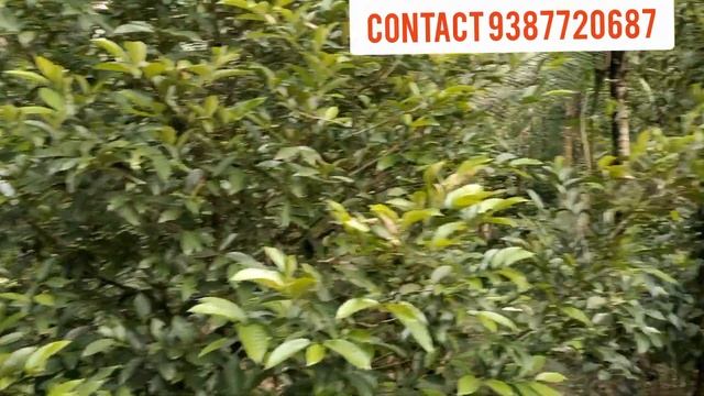 55 cent 1200 sqft 3 bedroom for sale in pallikathod poovathalapp #houseforsale #homeforsale 347 смотреть онлайн
