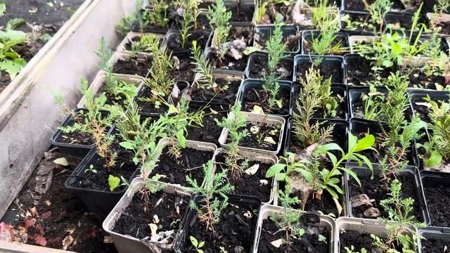Выращивание кипариса из семян. Пикировка кипариса . Ответы на вопросы подписчиков