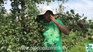 Груша Татьяна. Осенний сорт груши с возможностью хранения.