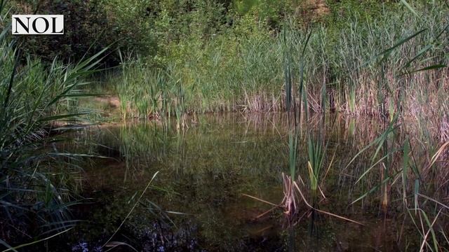 Oekoreportage mam Jeannot Weber – Naturschutz an de Gemengen смотреть онлайн