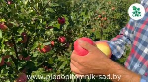 Яблоня Теремок. Сорт осеннего срока созревания. Красивые плоды, отличный вкус.