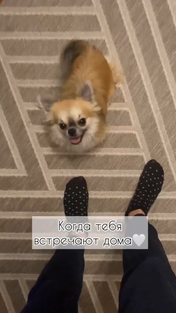 Встреча с собакой 🤍 #shorts #щенок #собака #чихуахуа #встреча смотреть онлайн