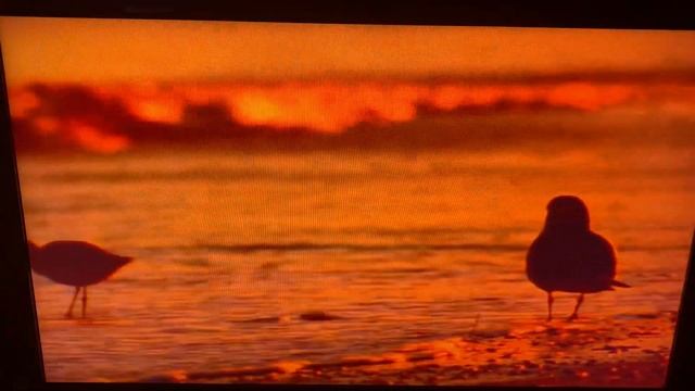 Closing To Baby Einstein: Animals Around Me 2012 DVD смотреть онлайн