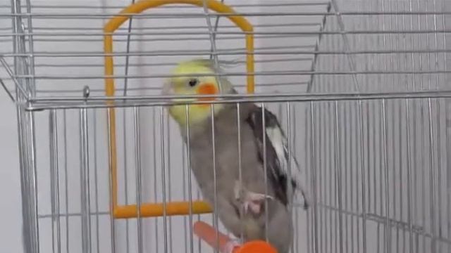 Koko govori 2 смотреть онлайн