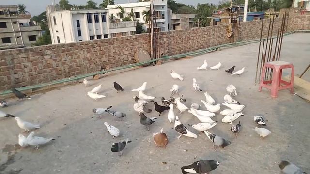 রাজশাহীর গিরিবাজ কবুতরের অসাধারন কালেকশন (পর্ব-৩) || giribaz pigeon collection || смотреть онлайн