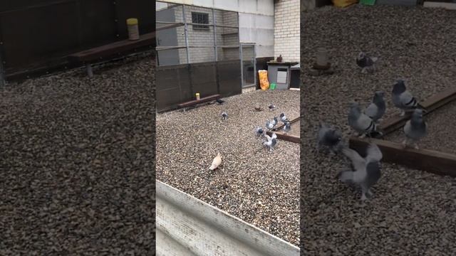 Турецкая Такла в Пятигорске.15.05.24. Тренировка молодёжи, лучшие моменты.😁✋ смотреть онлайн