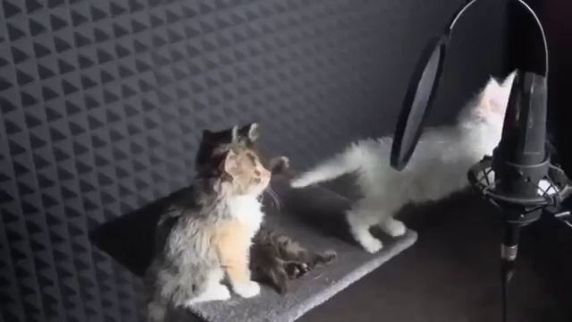 Котики поют очень мило смотреть онлайн