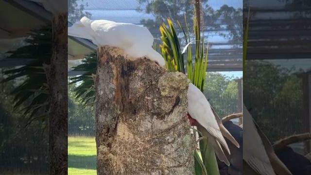 Kakadu TO'TIQUSHINI NOYOB TURI смотреть онлайн