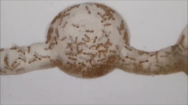 Solenopsis fugax Kolonie смотреть онлайн
