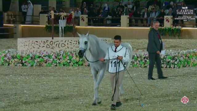 N 111 MISK UMM ALUDHAM 5th Souq Waqif International Arabian Horse Show 2024 Mares 7+ Years Old смотреть онлайн