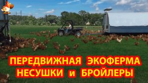 Экоферма с передвижными курятниками для несушек и бройлеров полный цикл 🐔🐓❣️