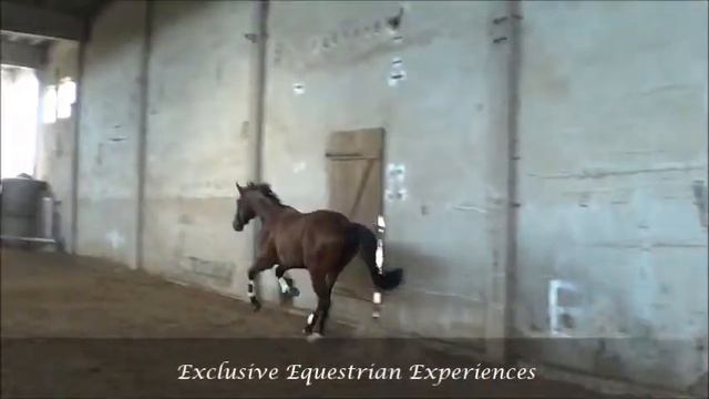 227 As M *2008 gelding Lordano - Ascot, 运动马匹出售 / Лошади на продажу смотреть онлайн