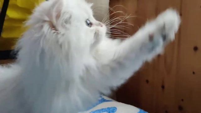 VID 20210108 1205481 смотреть онлайн