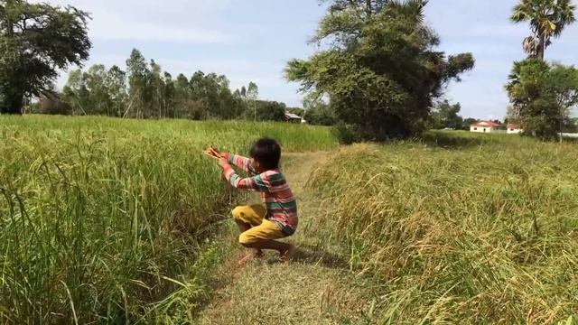 Amazing Boy Hunting - Shooting the Bird on the Tree - Make Slingshots to Shoot The Bird смотреть онлайн