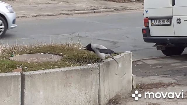 Белая ворона пьёт кофе смотреть онлайн