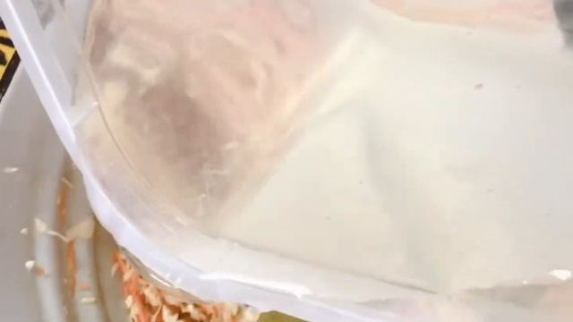 Капуста маринованная смотреть онлайн