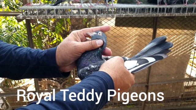 Royal Teddy Breeder Pairs going to India to MD Jamal Bhai | Original Pairs from Imran Alam Bhai смотреть онлайн
