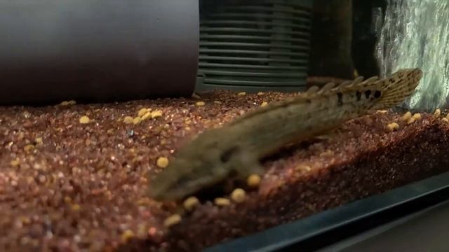 Polypterus delhezi video (Slow motion) смотреть онлайн