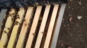 пробую шестирамочники на 145 ю рамку