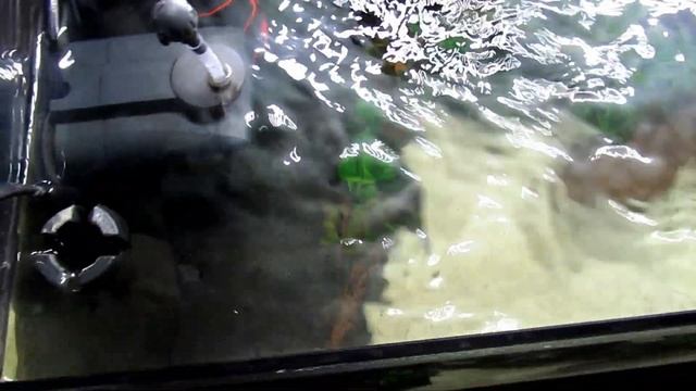 New tetra tank day 3 to 6 plus skimmer and eheim biopower test смотреть онлайн
