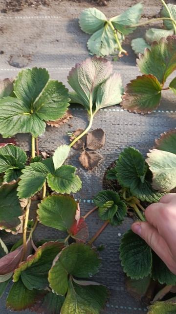 Весна приходит раньше. Начинаем зачистку клубники🍓 #strawberry #клубника #сад #огород #дача #garden смотреть онлайн