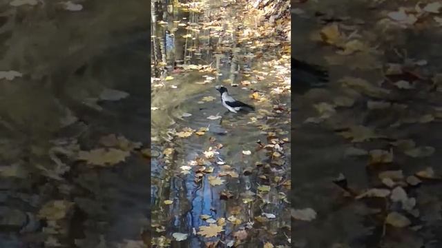 У вороны банный день смотреть онлайн