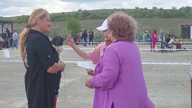 Доскональное описание эксперта Купидон чихуахуа выставка собак питомник Кастропуло смотреть онлайн
