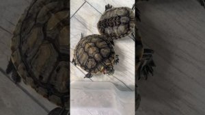 Как определить пол у красноухой черепахи?