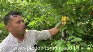 СОРТА ЧЕРЕШНИ И ДЮКА ЖИВОЙ ОБЗОР